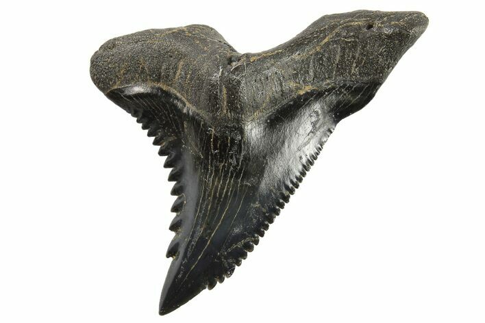 Snaggletooth Shark (Hemipristis) Tooth - South Carolina #295771